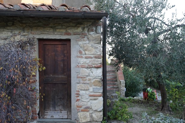 fresh-sage-in-Tuscany